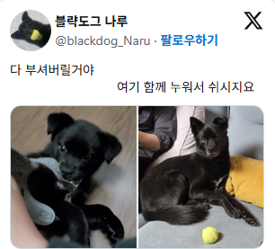 진도믹스 친구들 특징 애기때랑 성견때랑 너무 다름 12개월쯤에 영혼? 교체식? 같은 게 있는 거 같음 | 인스티즈