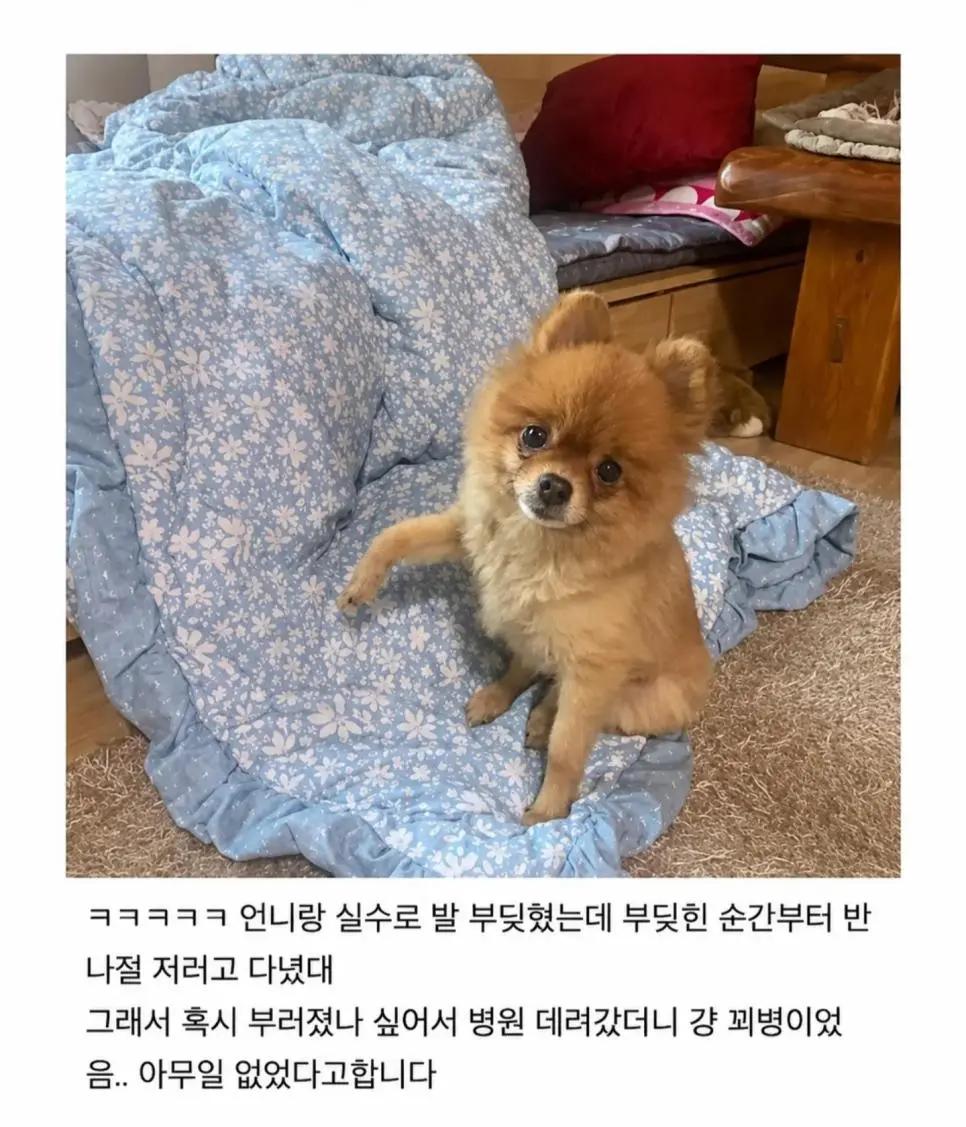 강아지랑 발 부딪혔는데 | 인스티즈