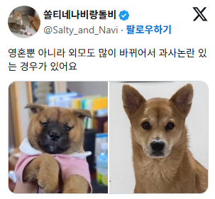진도믹스 친구들 특징 애기때랑 성견때랑 너무 다름 12개월쯤에 영혼? 교체식? 같은 게 있는 거 같음 | 인스티즈