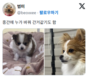진도믹스 친구들 특징 애기때랑 성견때랑 너무 다름 12개월쯤에 영혼? 교체식? 같은 게 있는 거 같음 | 인스티즈