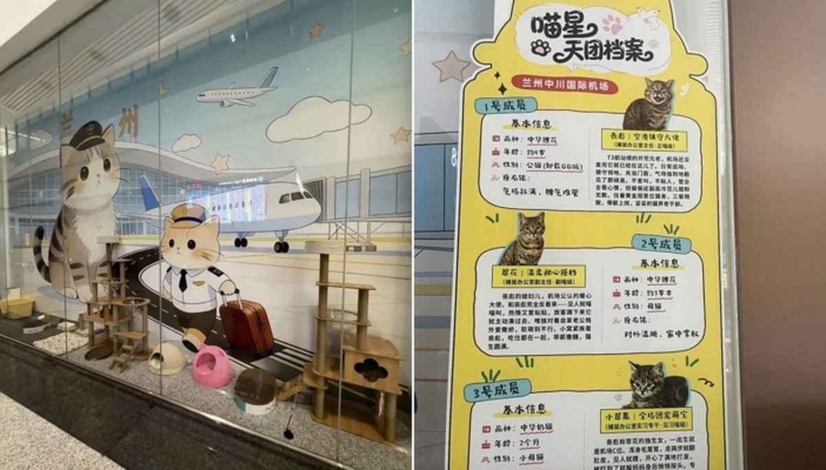 "공항에 취직했어요"... 중국 공항, 유기묘 가족 정식 채용 | 인스티즈