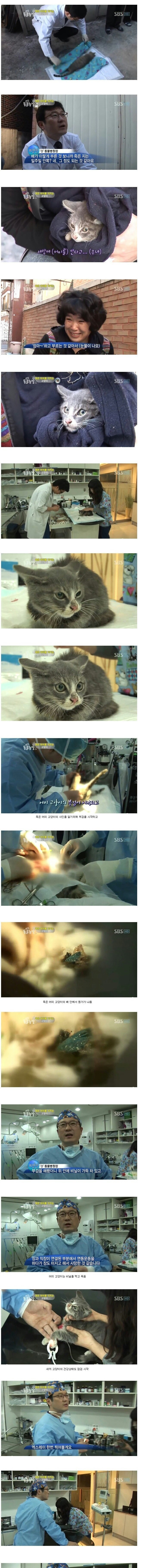 죽은 엄마 곁을 떠나지 않는 새끼 고양이 | 인스티즈