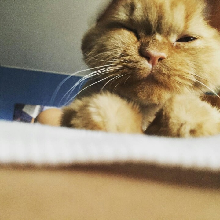 사람보다 동물이 더 많이 사는 아이돌 숙소 | 인스티즈