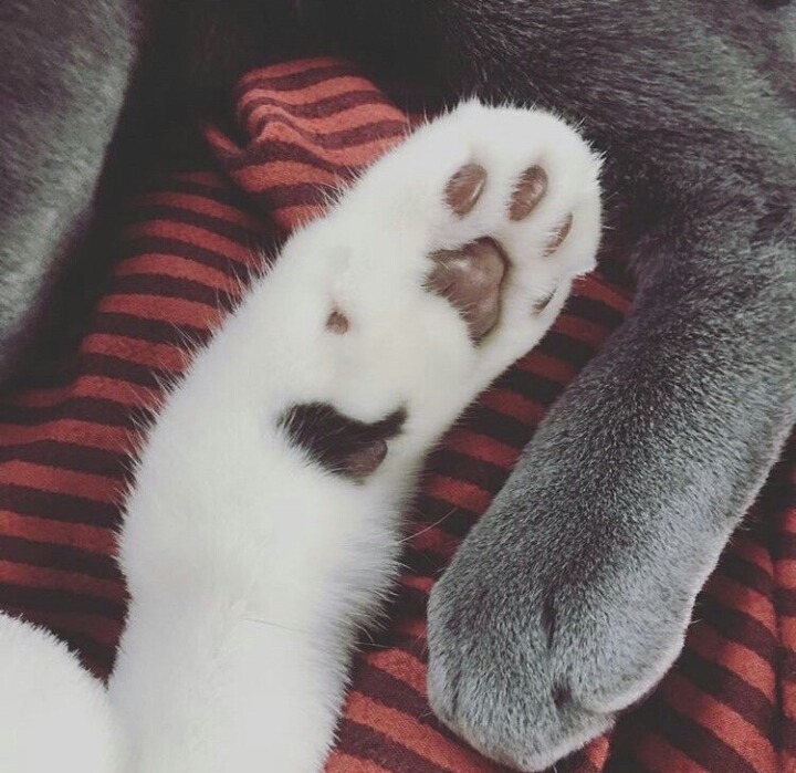 사람보다 동물이 더 많이 사는 아이돌 숙소 | 인스티즈