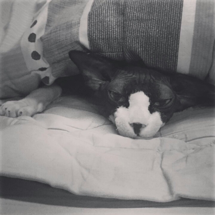 사람보다 동물이 더 많이 사는 아이돌 숙소 | 인스티즈