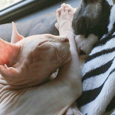 사람보다 동물이 더 많이 사는 아이돌 숙소 | 인스티즈