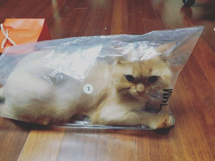 사람보다 동물이 더 많이 사는 아이돌 숙소 | 인스티즈