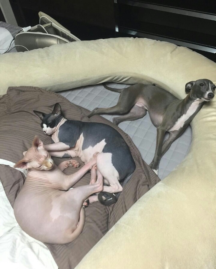 사람보다 동물이 더 많이 사는 아이돌 숙소 | 인스티즈