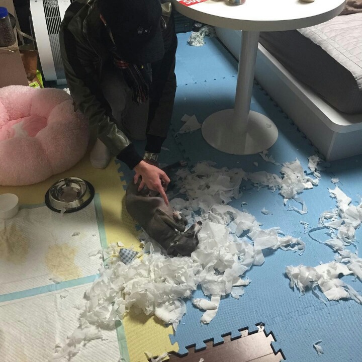 사람보다 동물이 더 많이 사는 아이돌 숙소 | 인스티즈