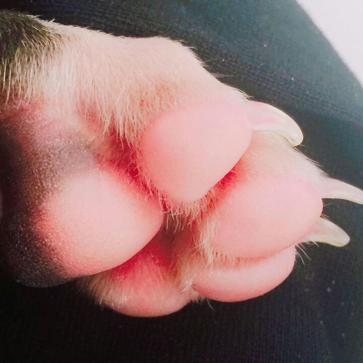 사람보다 동물이 더 많이 사는 아이돌 숙소 | 인스티즈