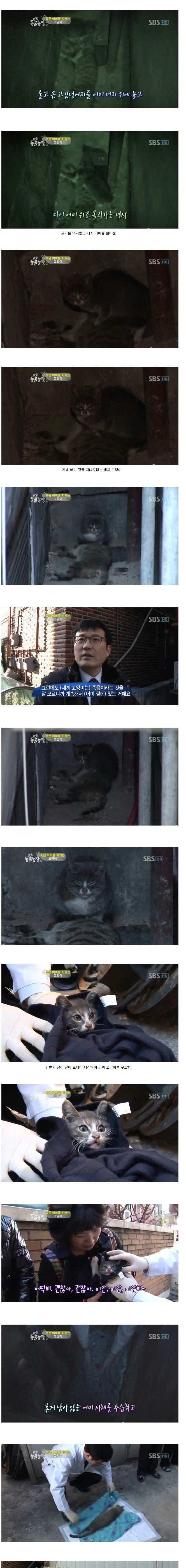죽은 엄마 곁을 떠나지 않는 새끼 고양이 | 인스티즈