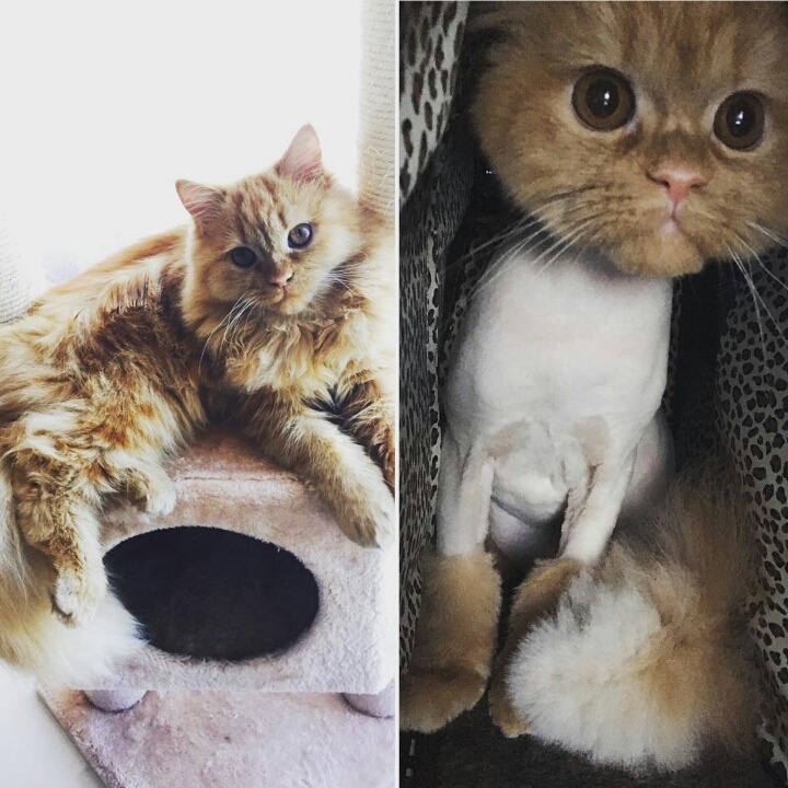 사람보다 동물이 더 많이 사는 아이돌 숙소 | 인스티즈