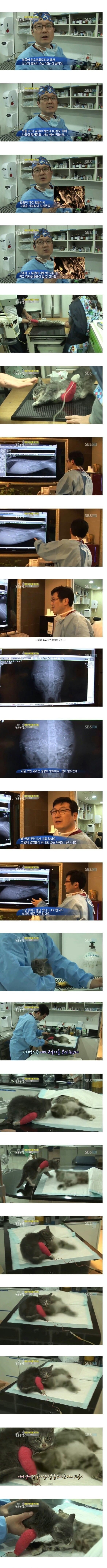 죽은 엄마 곁을 떠나지 않는 새끼 고양이 | 인스티즈