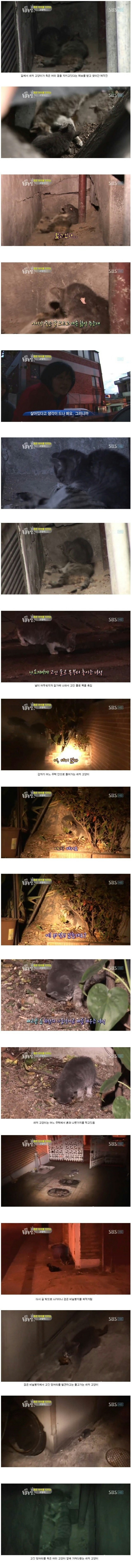 죽은 엄마 곁을 떠나지 않는 새끼 고양이 | 인스티즈