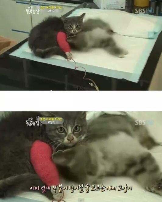 죽은 엄마 곁을 떠나지 않는 새끼 고양이 | 인스티즈