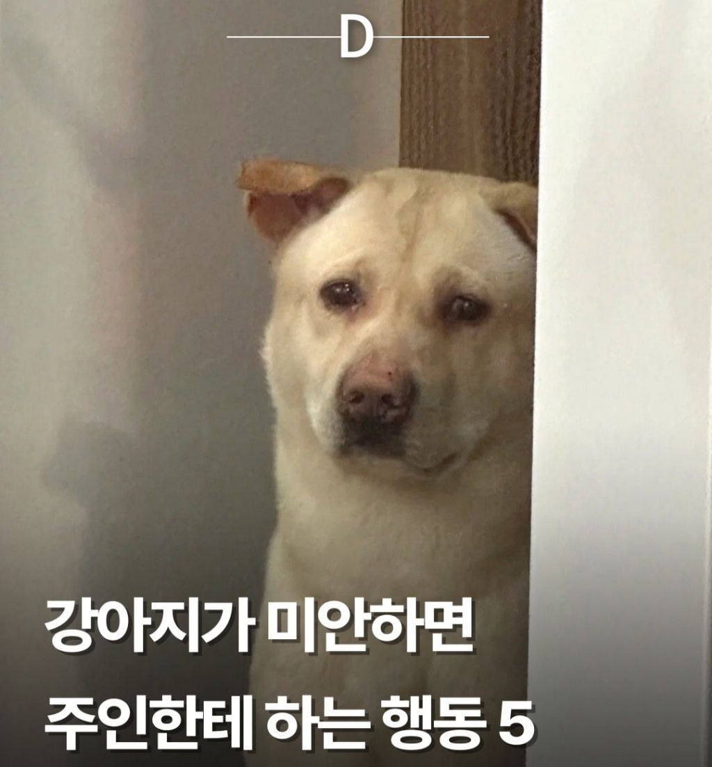 강아지가 미안하면 하는 행동 | 인스티즈