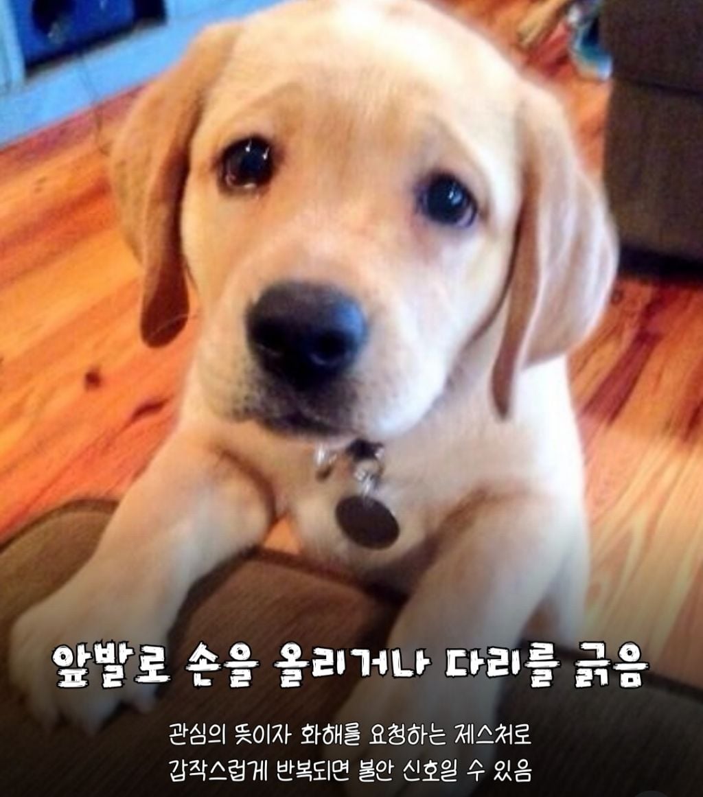강아지가 미안하면 하는 행동 | 인스티즈