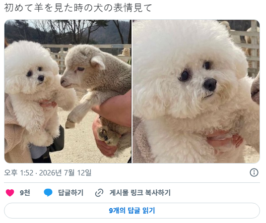 처음 양을 가까이에서 본 강아지 표정 ㅋㅋㅋㅋ | 인스티즈