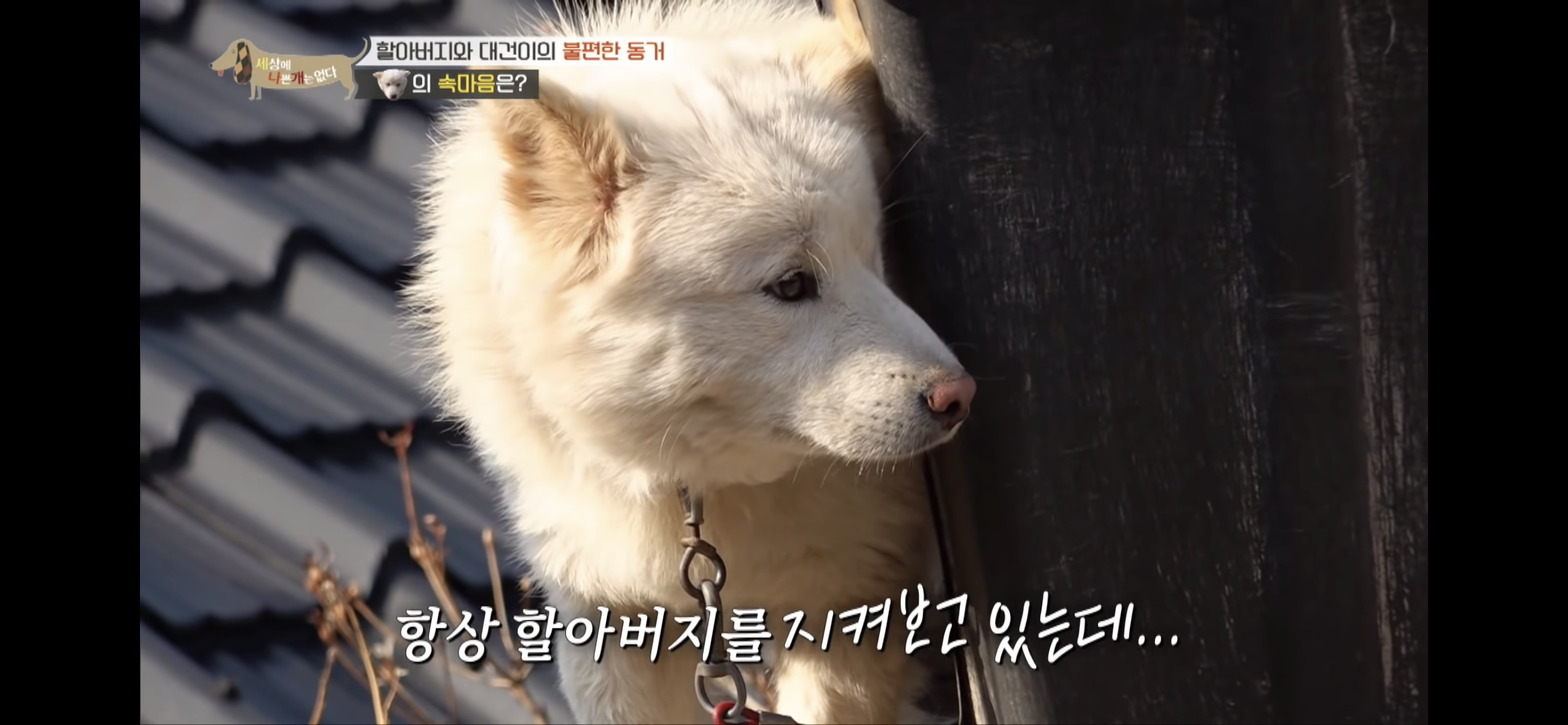 [세나개] 주인 할아버지를 무서워하는 들개 출신 대건이 | 인스티즈