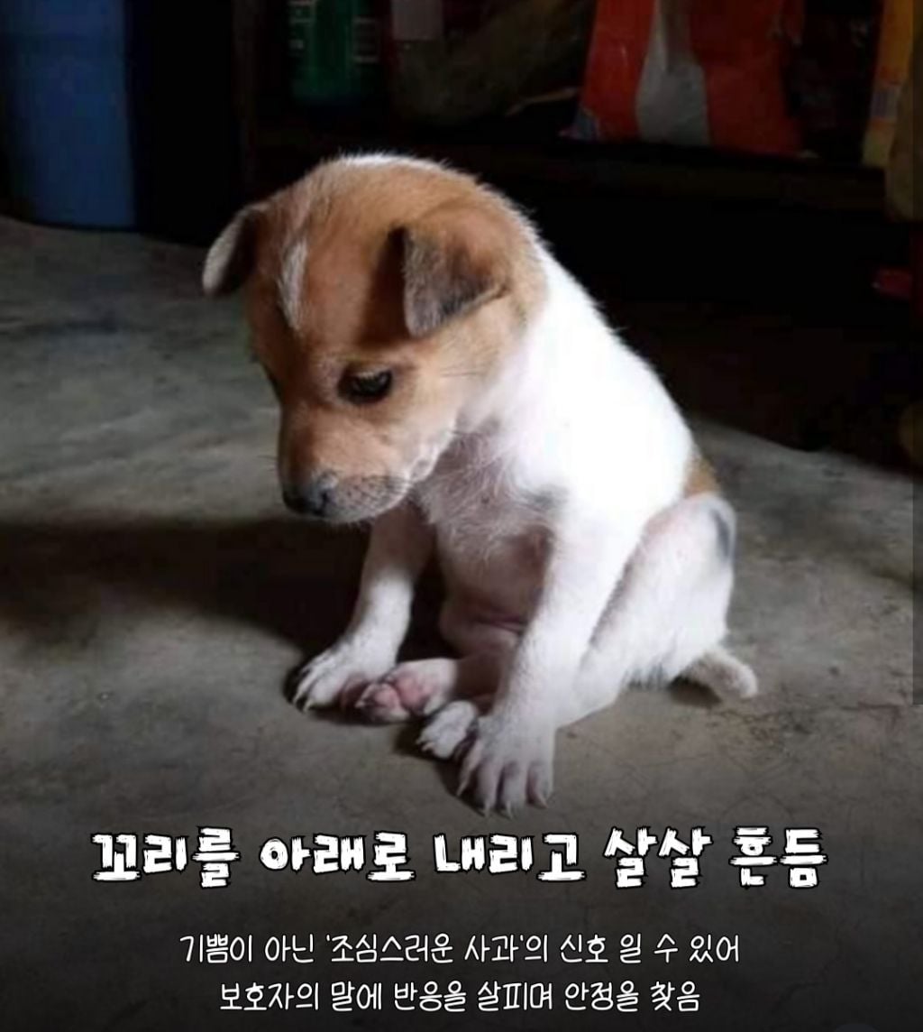 강아지가 미안하면 하는 행동 | 인스티즈