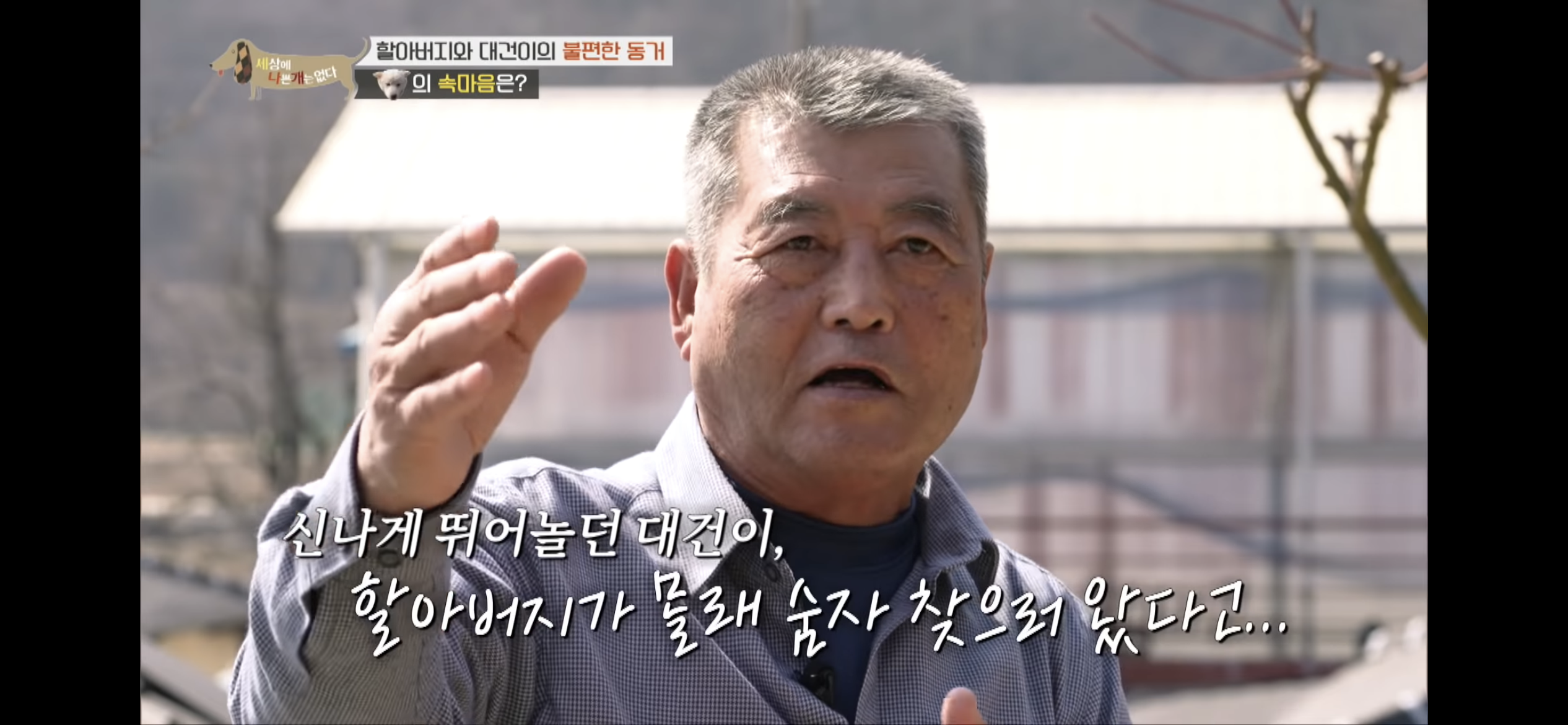 [세나개] 주인 할아버지를 무서워하는 들개 출신 대건이 | 인스티즈