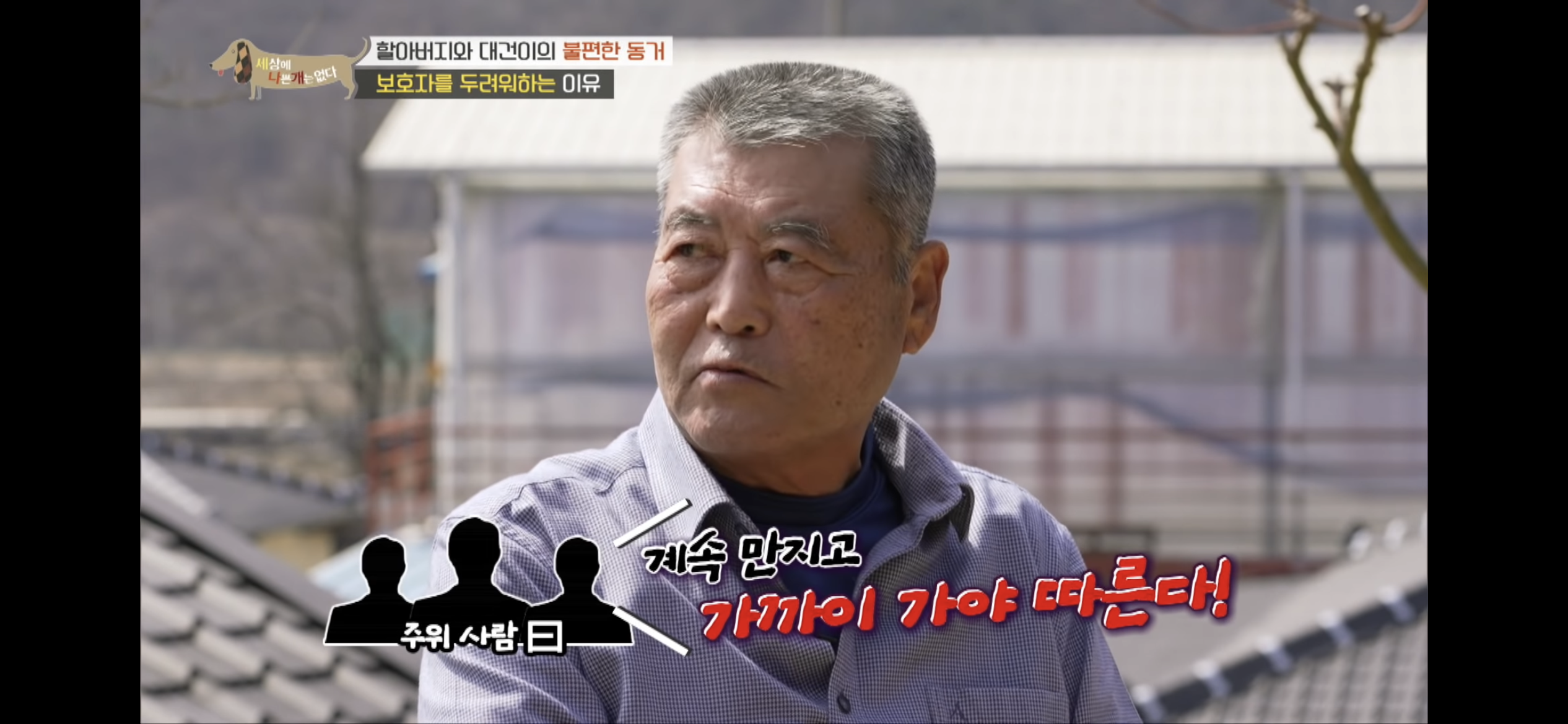 [세나개] 주인 할아버지를 무서워하는 들개 출신 대건이 | 인스티즈
