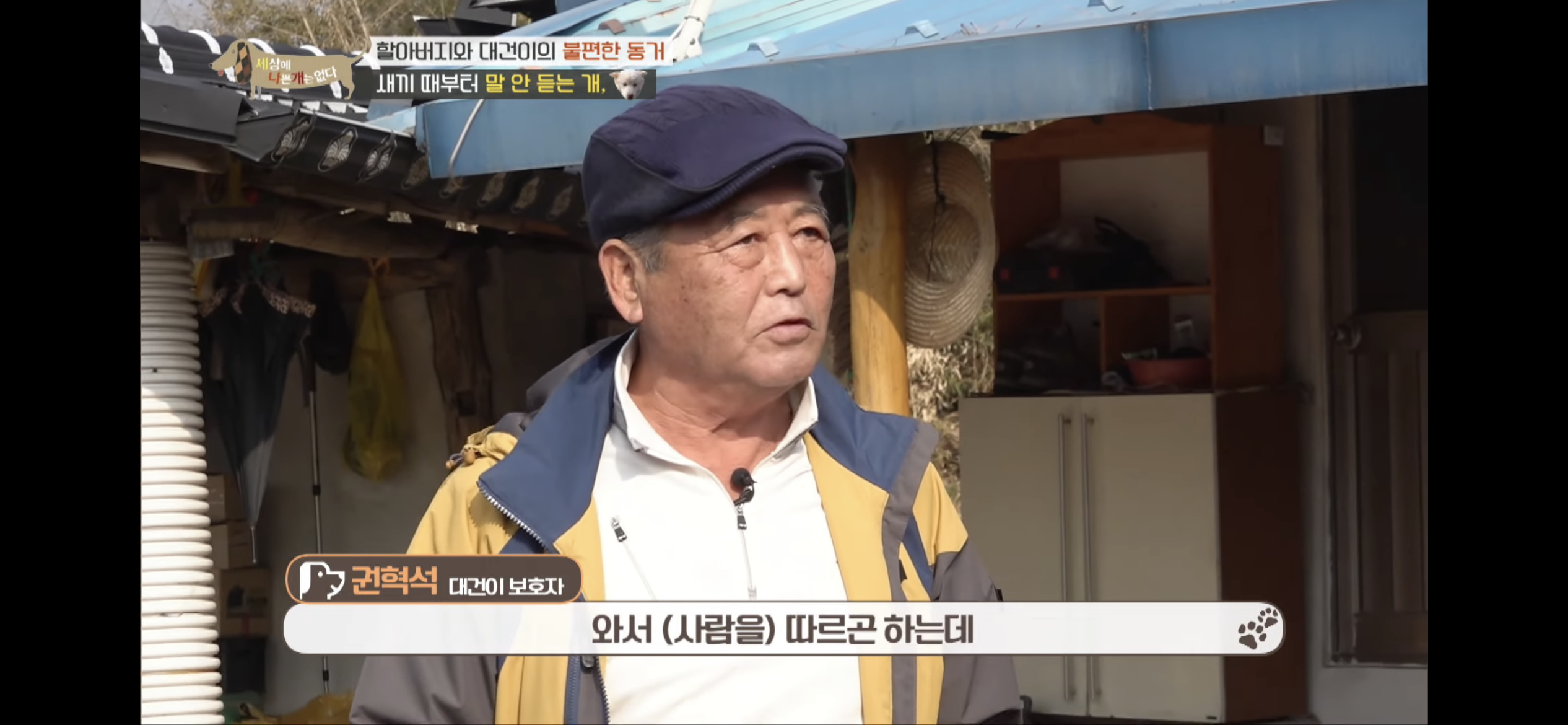 [세나개] 주인 할아버지를 무서워하는 들개 출신 대건이 | 인스티즈