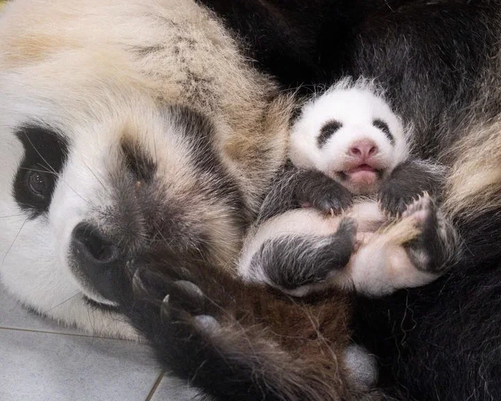 바오가족 막내 아기 판다 이름 공모 이벤트 🐼 | 인스티즈