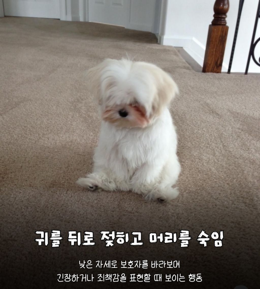 강아지가 미안하면 하는 행동 | 인스티즈