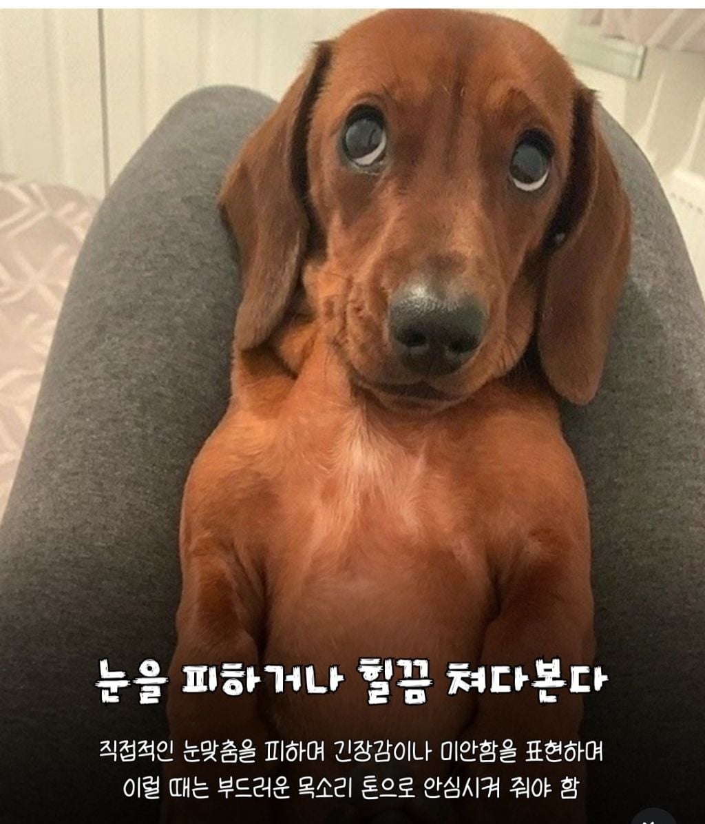 강아지가 미안하면 하는 행동 | 인스티즈