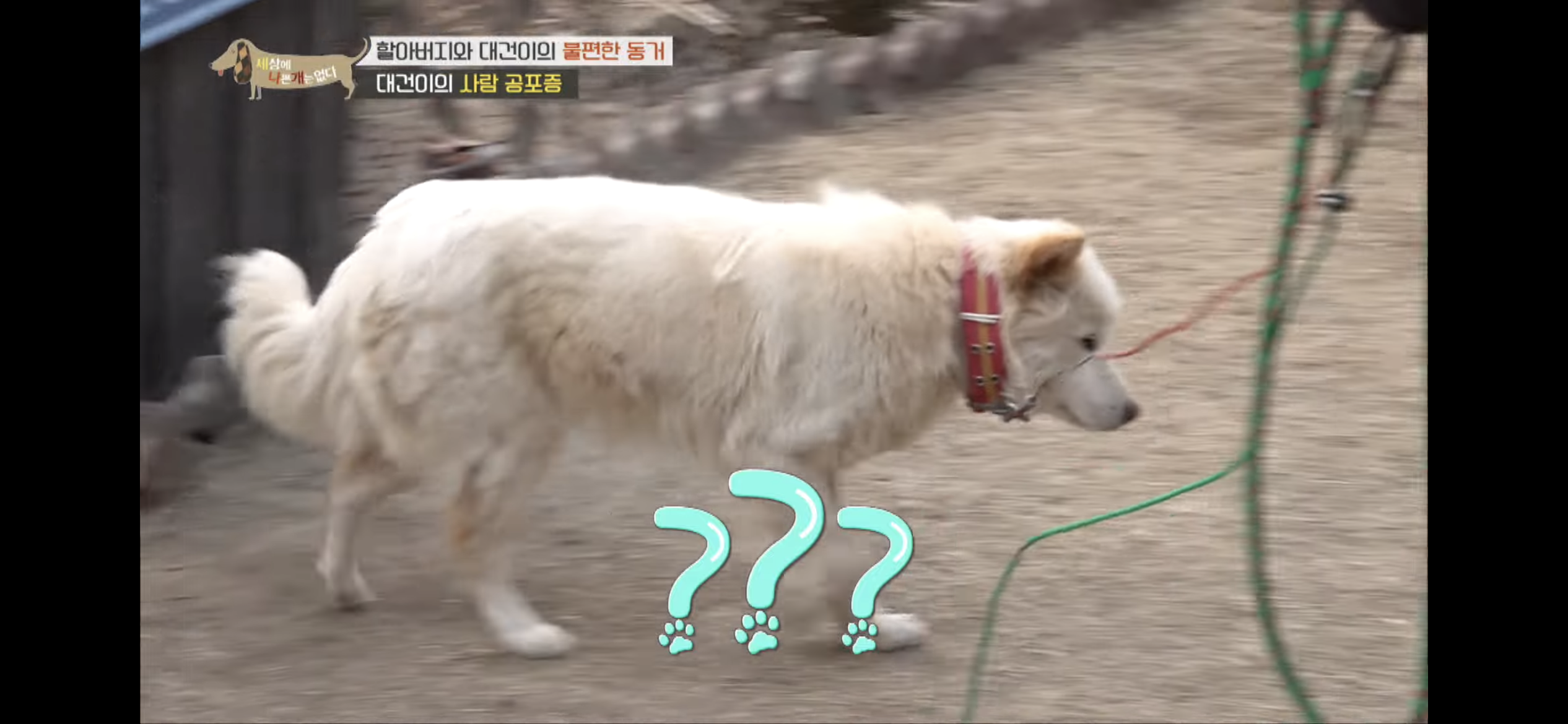 [세나개] 주인 할아버지를 무서워하는 들개 출신 대건이 | 인스티즈