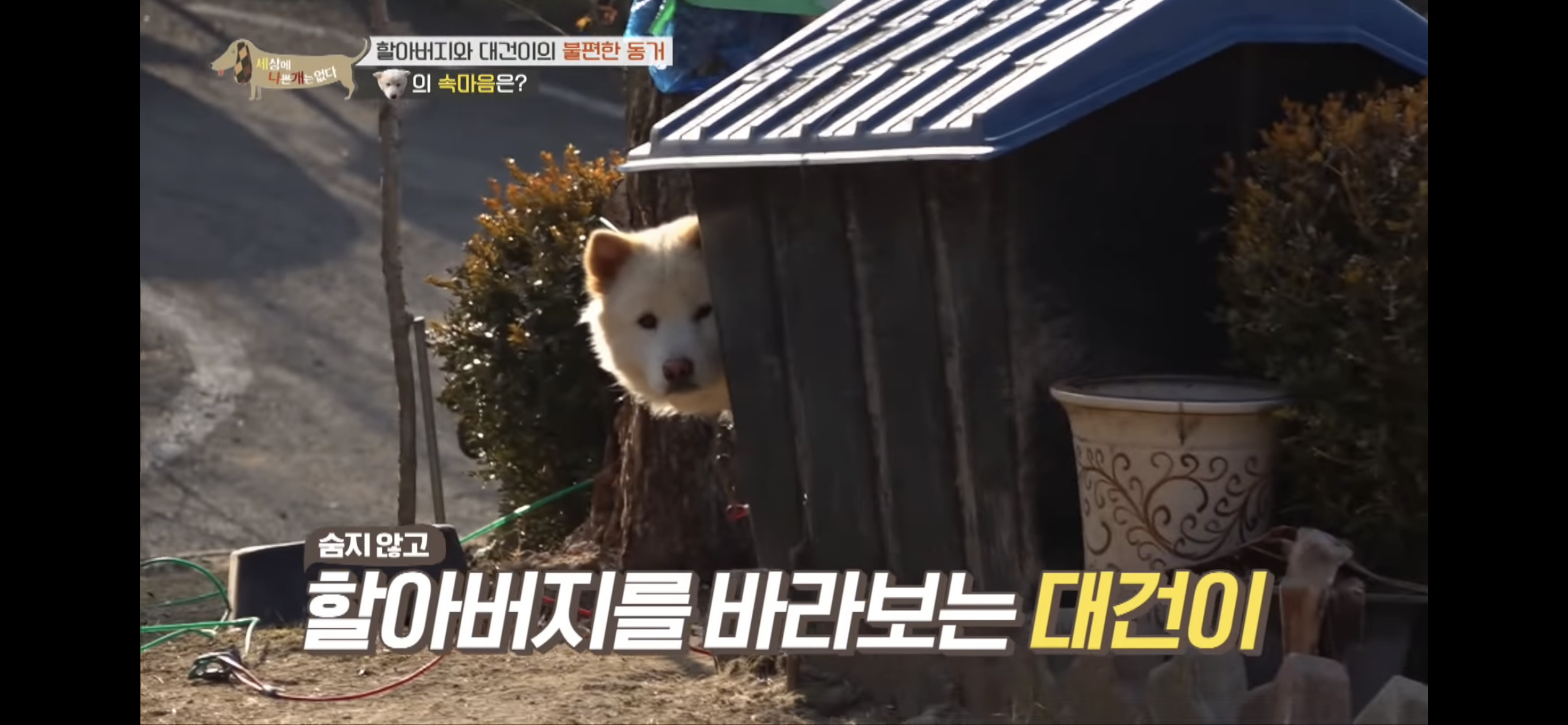 [세나개] 주인 할아버지를 무서워하는 들개 출신 대건이 | 인스티즈