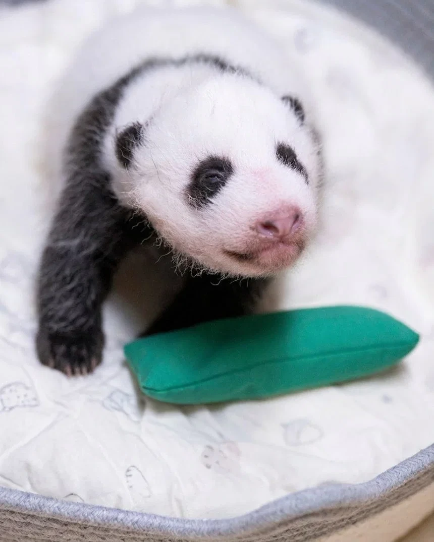 바오가족 막내 아기 판다 이름 공모 이벤트 🐼 | 인스티즈