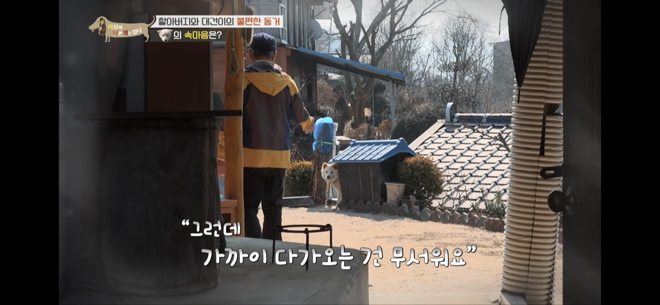 [세나개] 주인 할아버지를 무서워하는 들개 출신 대건이 | 인스티즈
