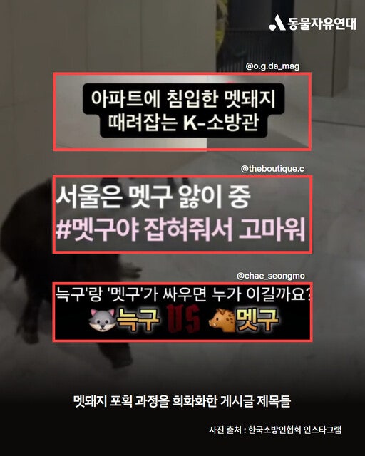 꽃사슴도, 멧돼지도 '유해 동물'…누가 낙인찍었나 [정진아의 다르지만 함께] | 인스티즈