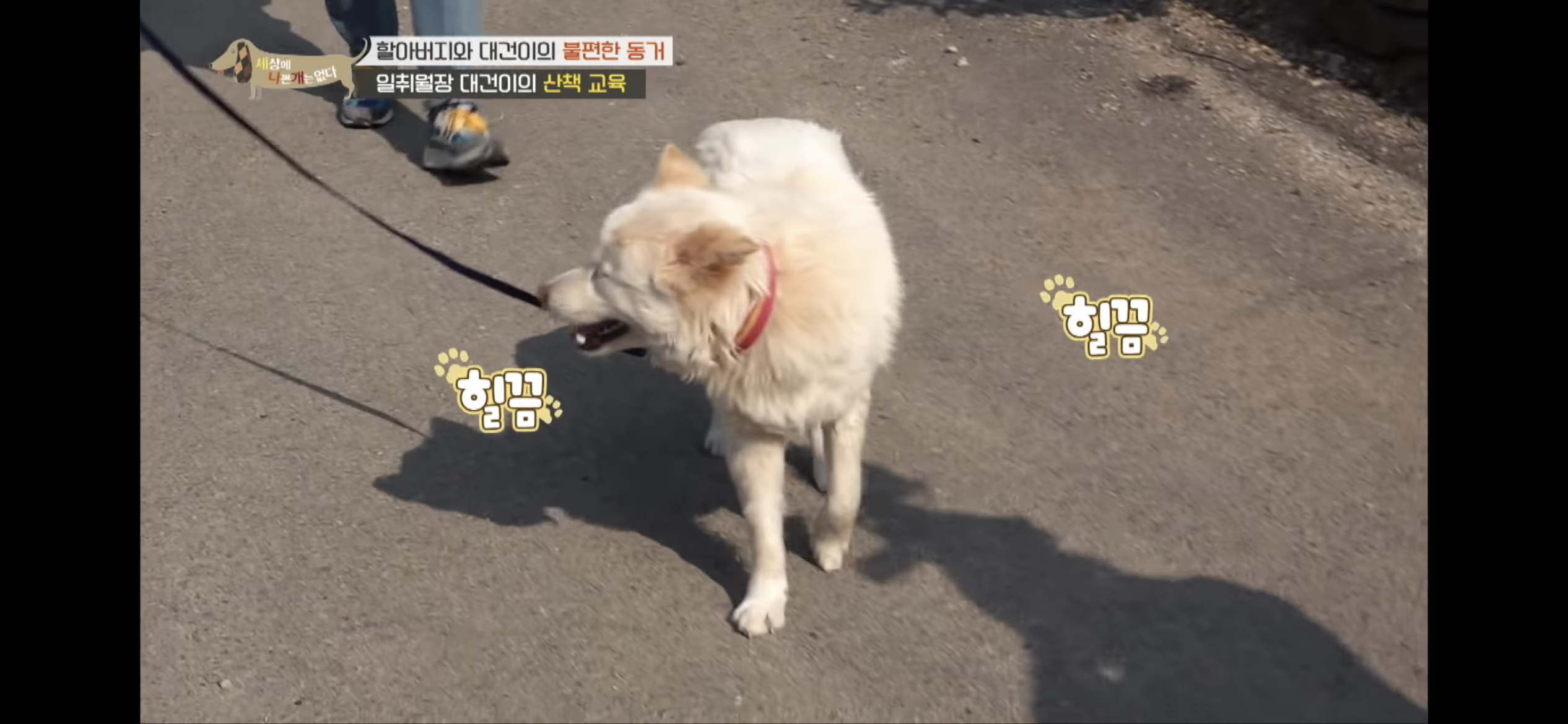 [세나개] 주인 할아버지를 무서워하는 들개 출신 대건이 | 인스티즈