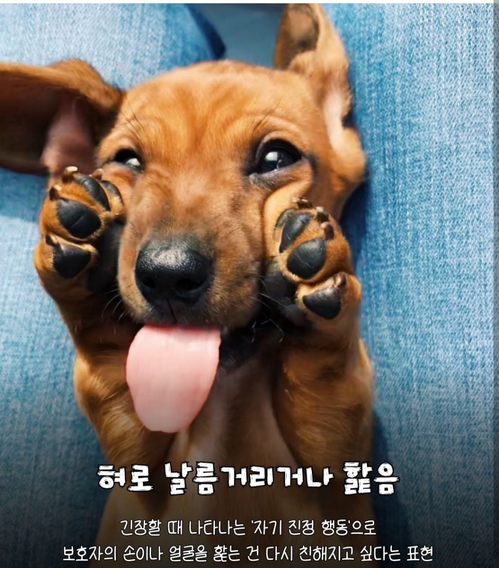 강아지가 미안하면 하는 행동 | 인스티즈
