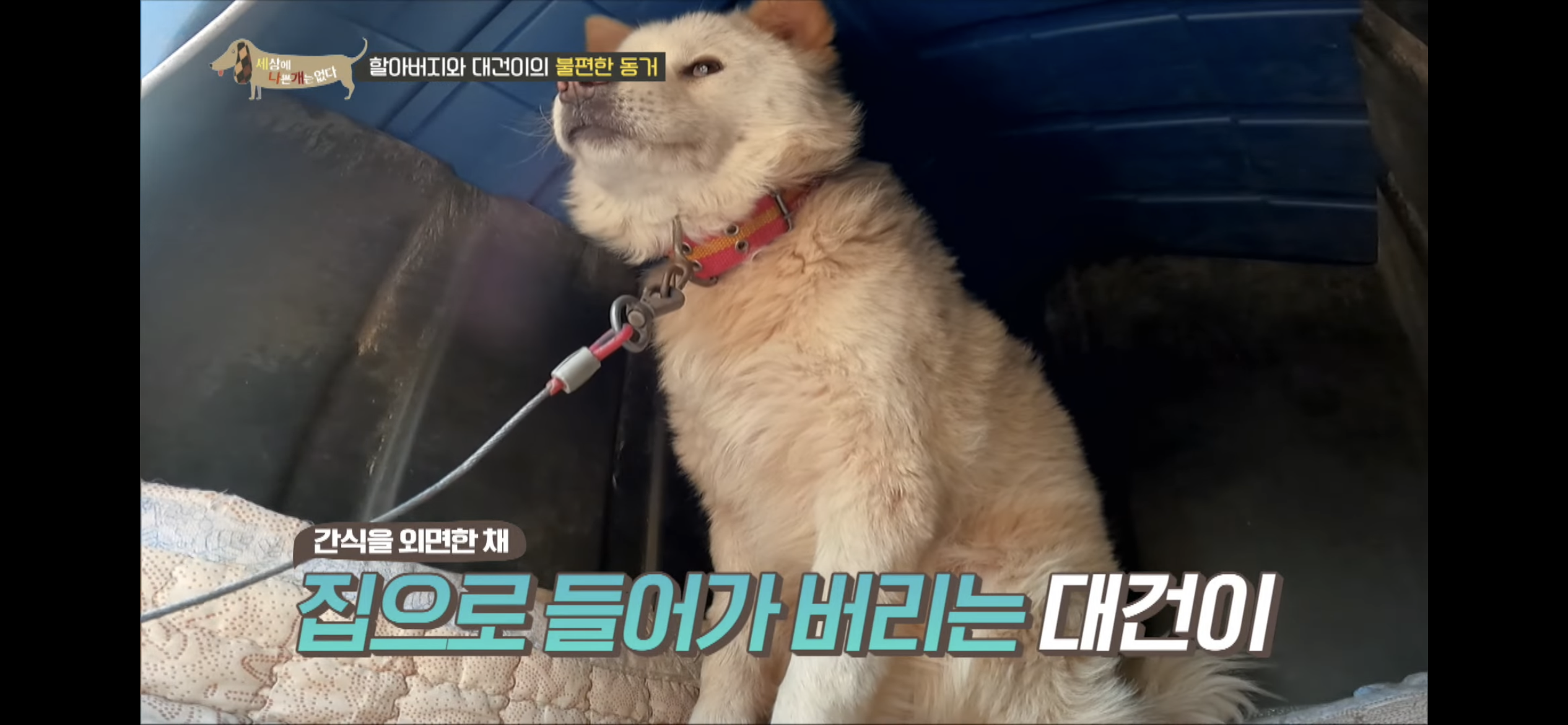[세나개] 주인 할아버지를 무서워하는 들개 출신 대건이 | 인스티즈