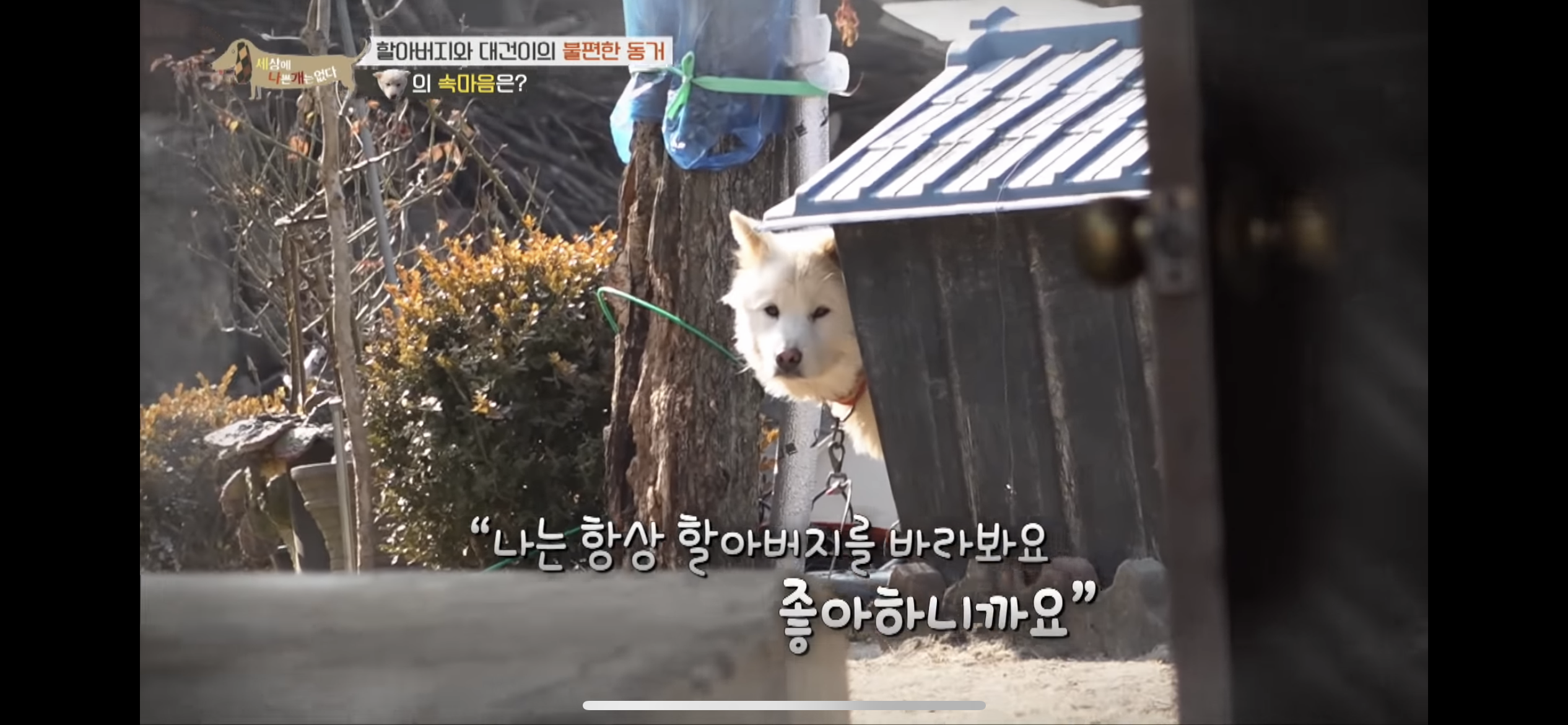 [세나개] 주인 할아버지를 무서워하는 들개 출신 대건이 | 인스티즈