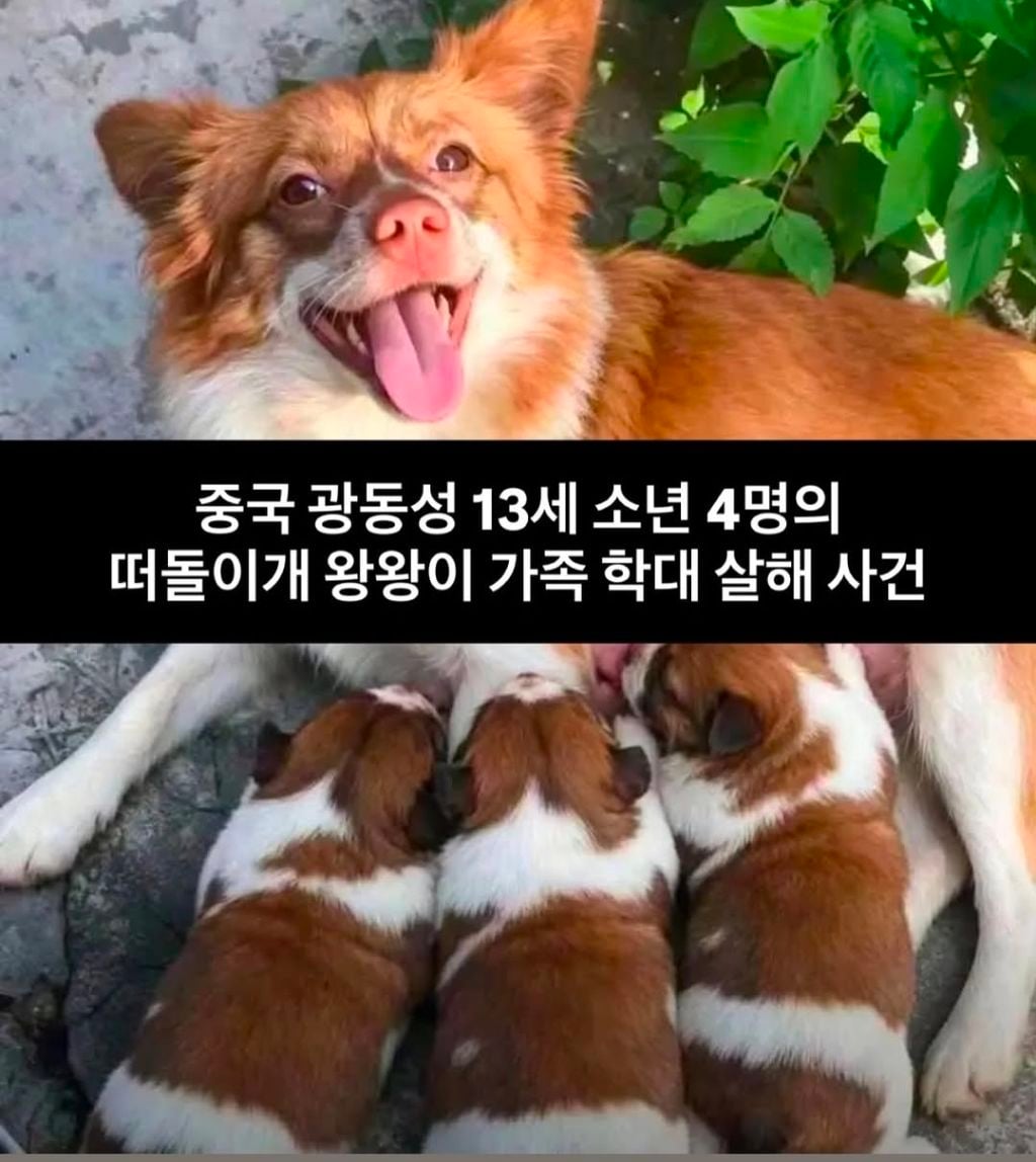 중국 유기견 왕왕이 사건 동네 주민들 단톡방 | 인스티즈