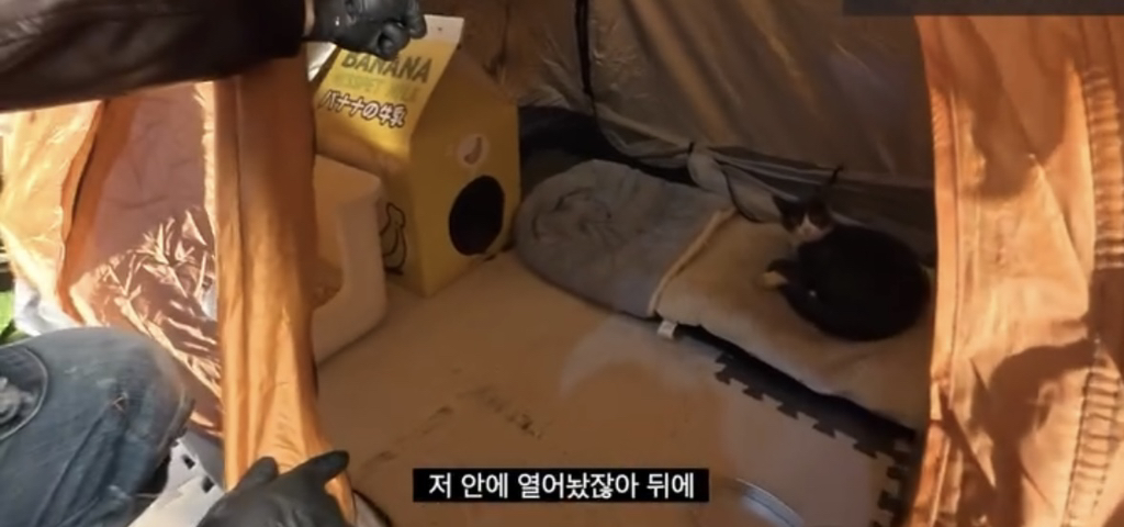 길고양이가 자꾸 찾아와서 곤란하다는 사장님.jpg | 인스티즈