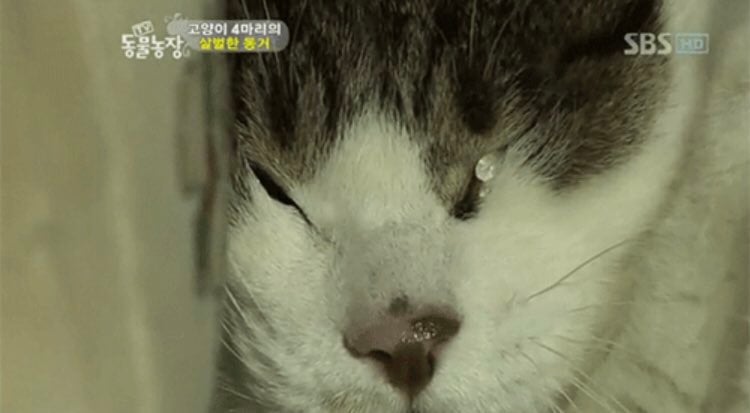 섬꾸, 심즈 인테리어 못하는 사람 특.twt | 인스티즈