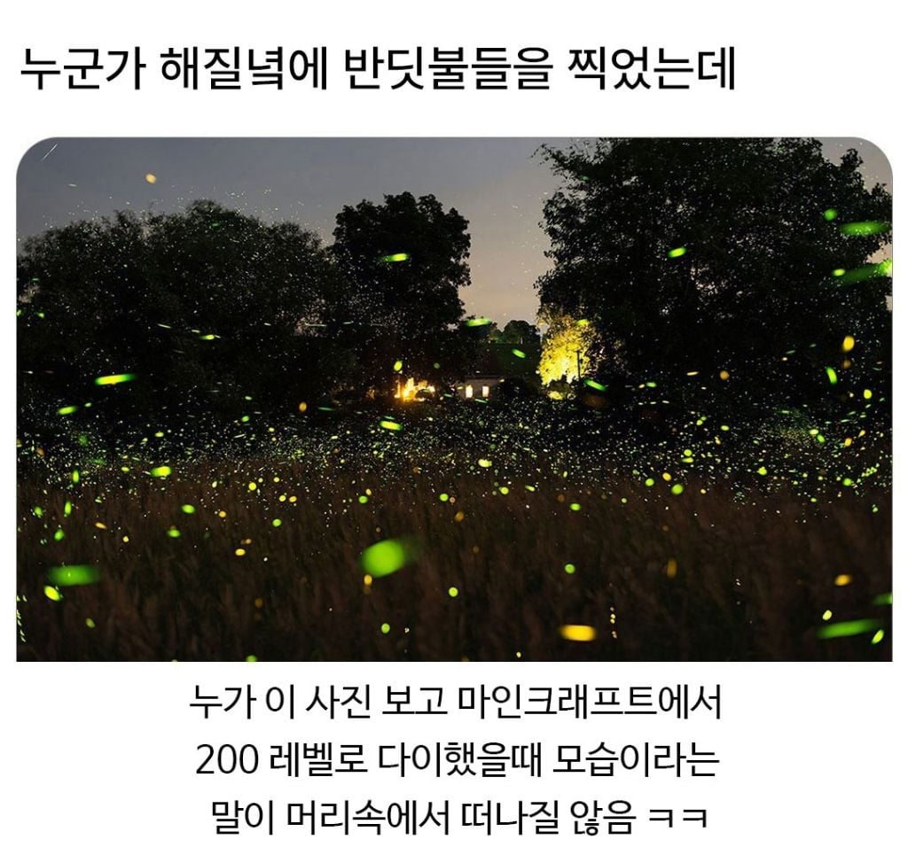 누군가 해질녘에 반딧불들을 찍었는데 | 인스티즈