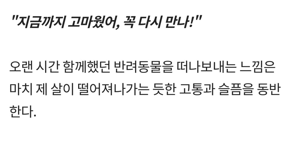 '무지개다리' 직감한 반려동물은 '마지막 인사'하려 주인 찾는다 | 인스티즈