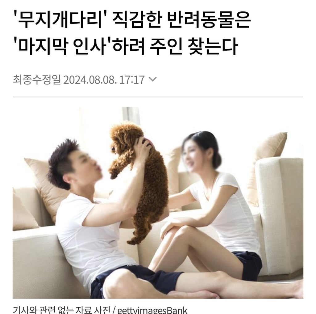 '무지개다리' 직감한 반려동물은 '마지막 인사'하려 주인 찾는다 | 인스티즈