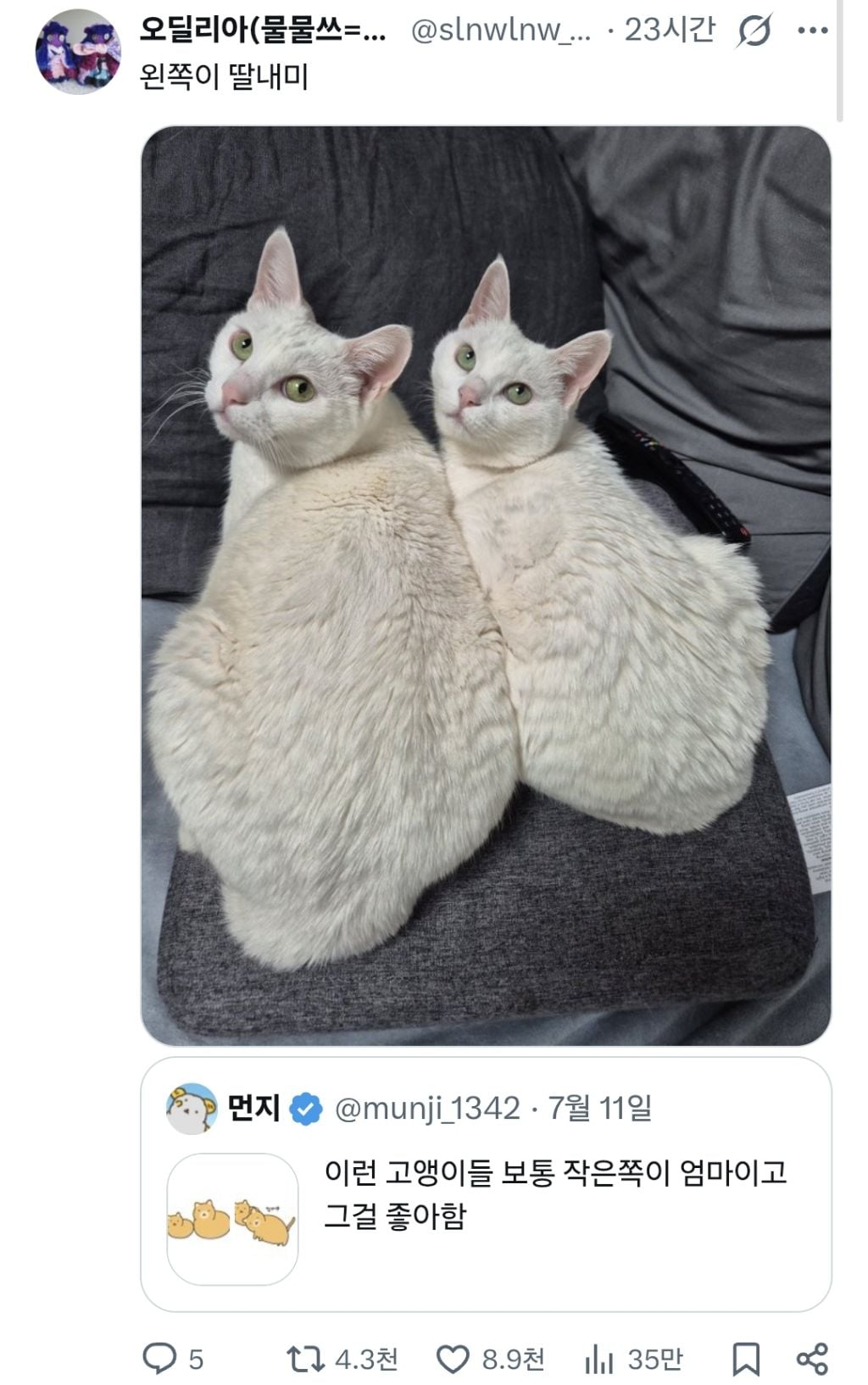 고앵이들 보통 작은쪽이 엄마이고 | 인스티즈