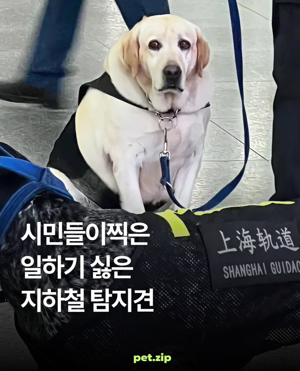 시민들이 찍은 일하기 싫은 지하철 탐지견 | 인스티즈