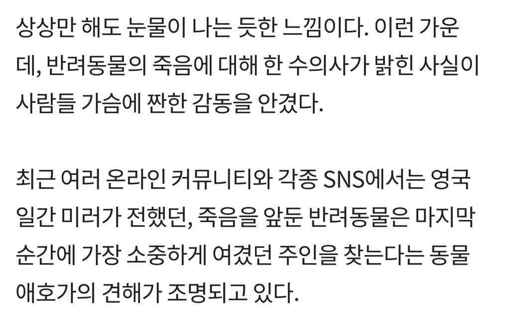 '무지개다리' 직감한 반려동물은 '마지막 인사'하려 주인 찾는다 | 인스티즈