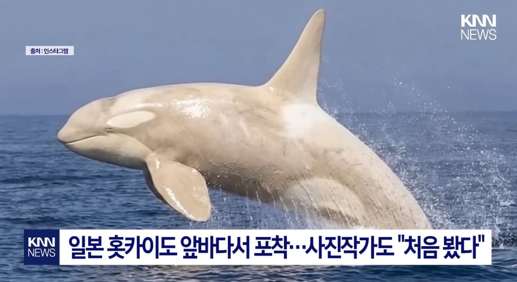 초희귀 새하얀 범고래 | 인스티즈