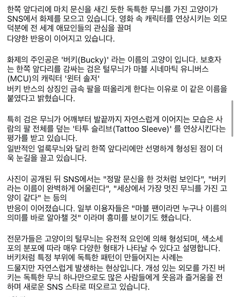 한쪽 팔에만 무늬가 있는 이레즈미냥 '화제' | 인스티즈